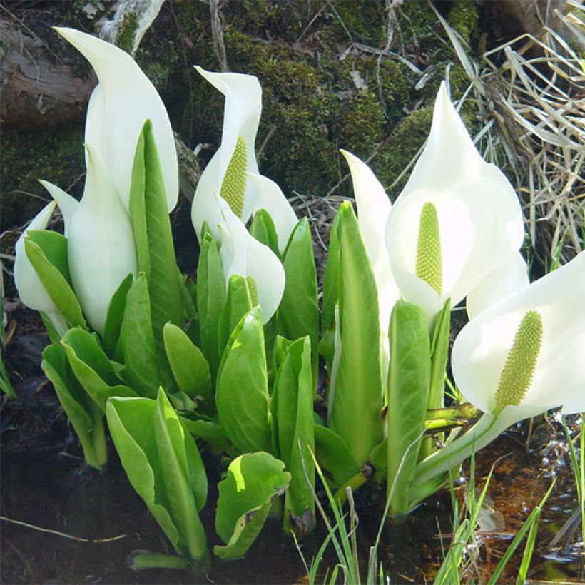 Lysichiton camtschatcensis (Porto)