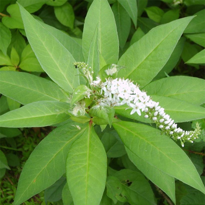 Lysimachia barystachys (Fogliame)