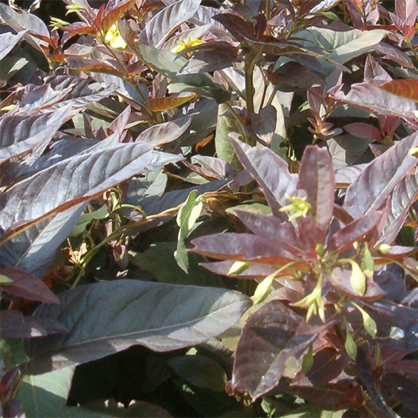 Lysimachia ciliata Fire Cracker (Fogliame)