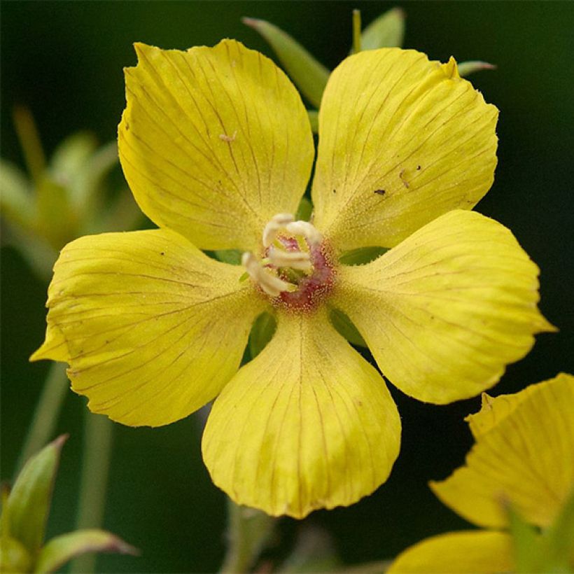 Lysimachia ciliata Fire Cracker (Fioritura)