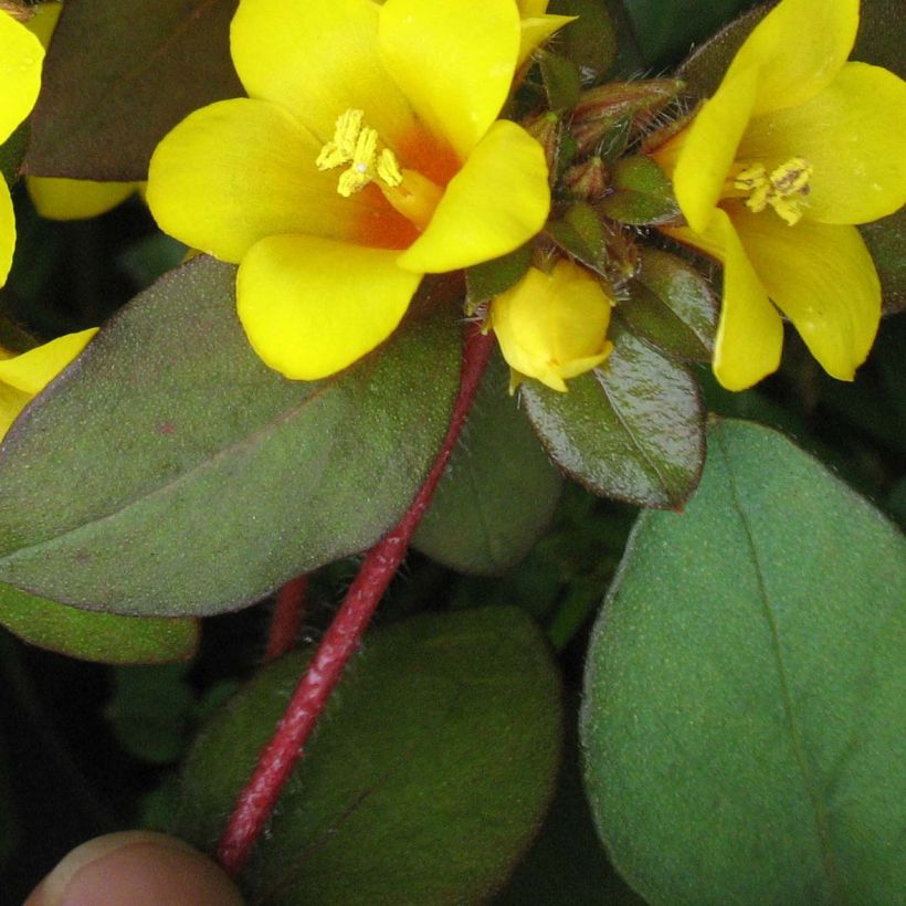 Lysimachia congestiflora (Fogliame)