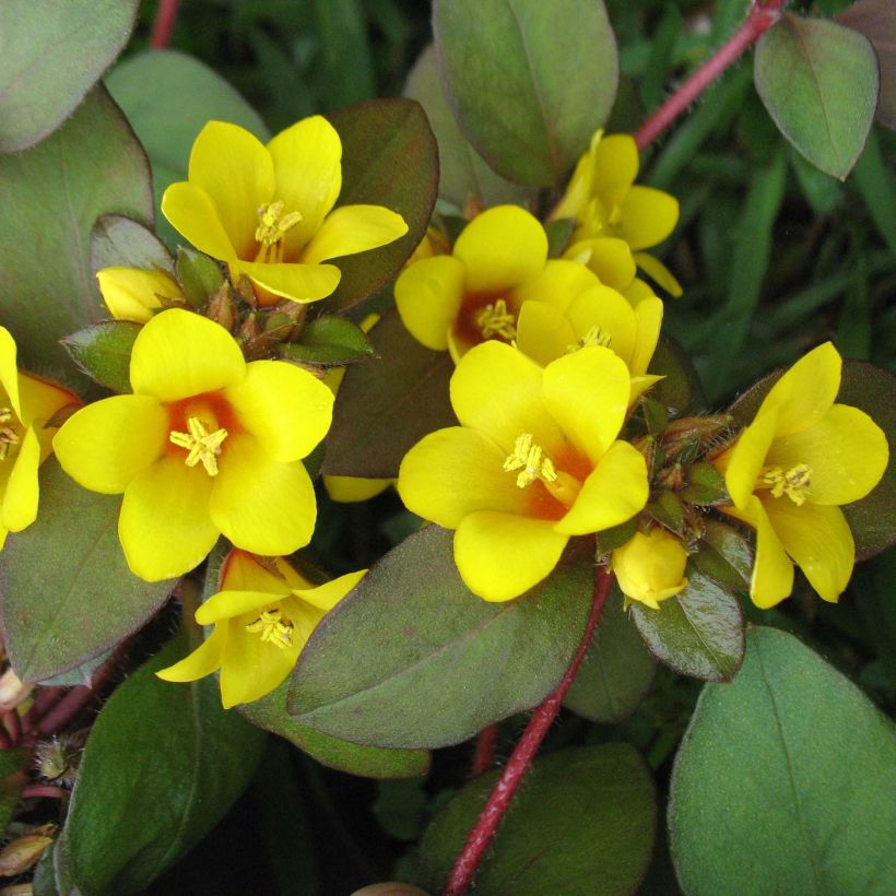 Lysimachia congestiflora (Fioritura)