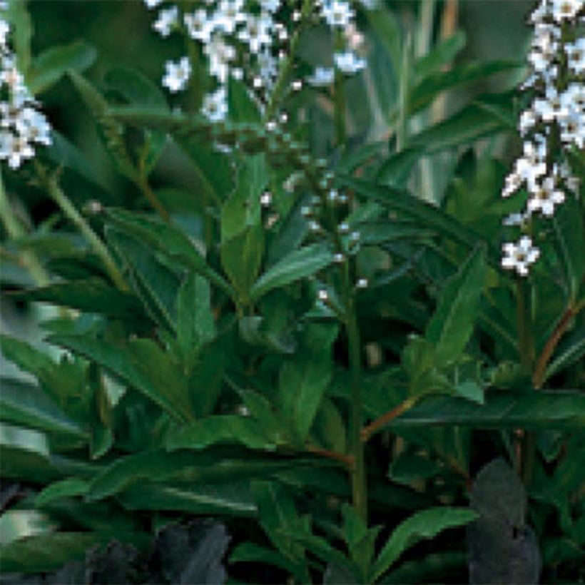 Lysimachia fortunei (Fogliame)