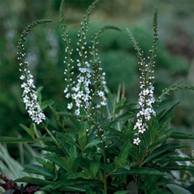 Lysimachia fortunei (Fioritura)