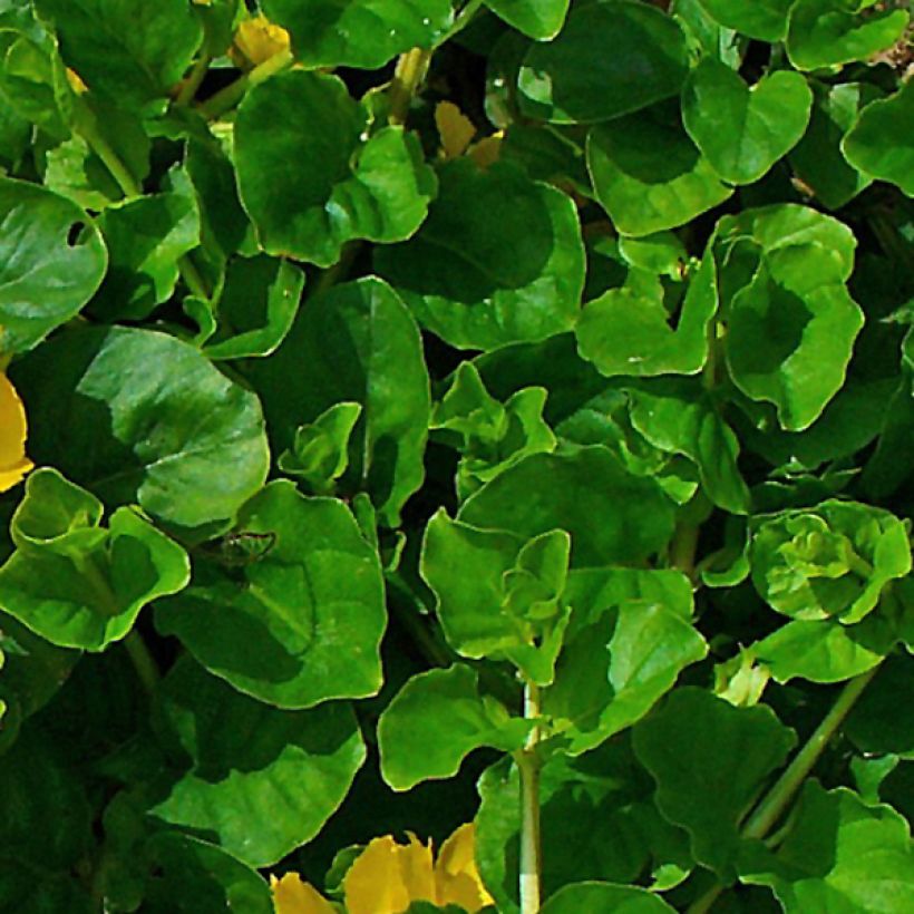 Lysimachia nummularia - Mazza d'oro minore (Fogliame)