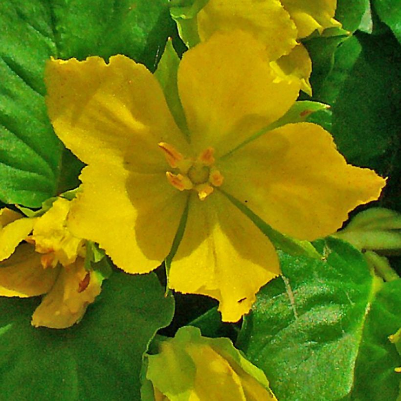 Lysimachia nummularia - Mazza d'oro minore (Fioritura)