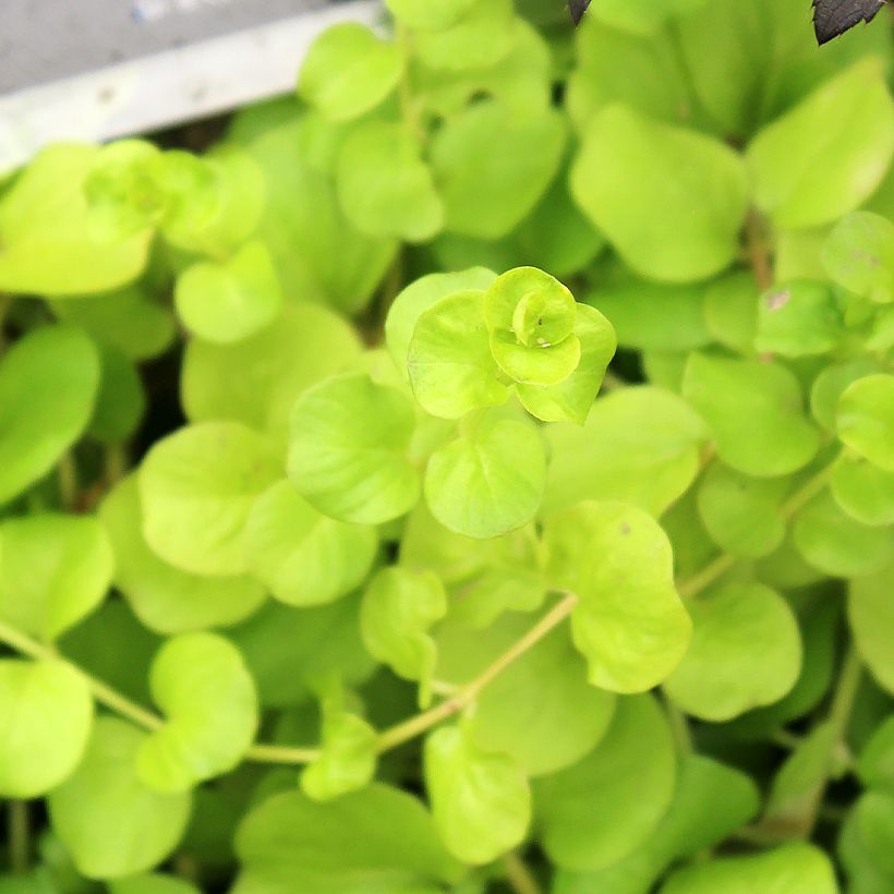 Lysimachia nummularia Goldilocks - Mazza d'oro minore (Fogliame)