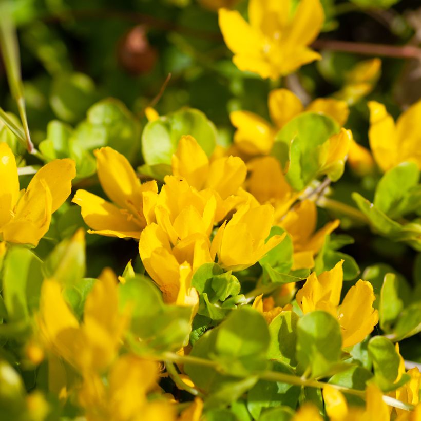 Lysimachia nummularia Goldilocks - Mazza d'oro minore (Fioritura)