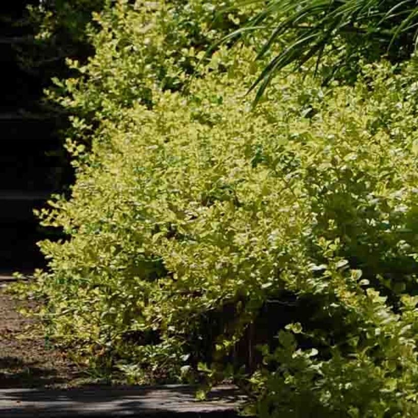 Lysimachia nummularia Aurea - Mazza d'oro minore (Porto)