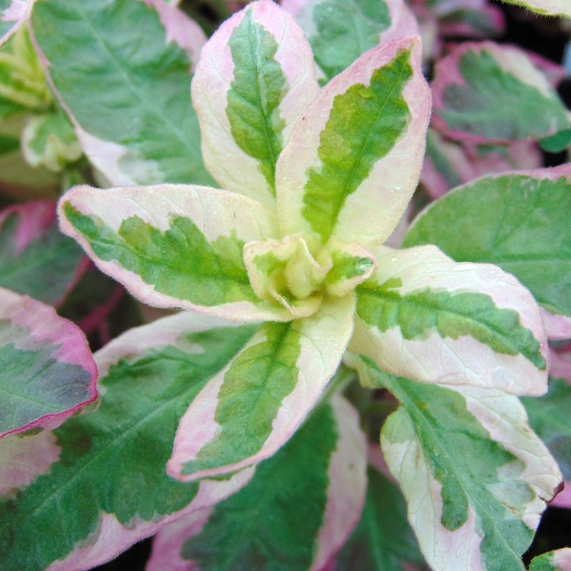 Lysimachia punctata Alexander - Mazza d'oro punteggiata (Fogliame)