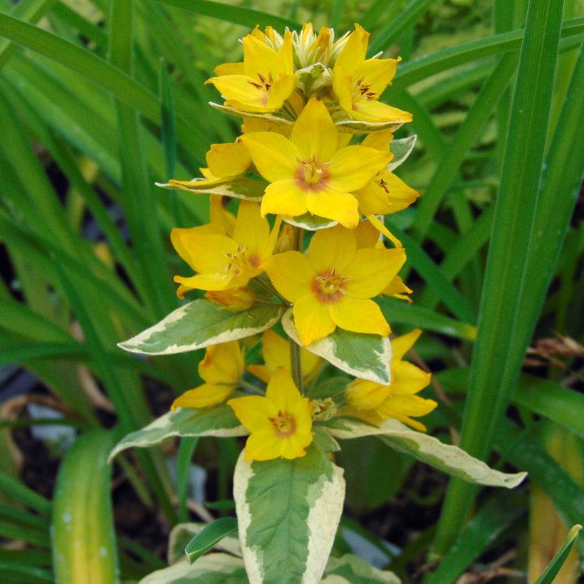 Lysimachia punctata Alexander - Mazza d'oro punteggiata (Fioritura)