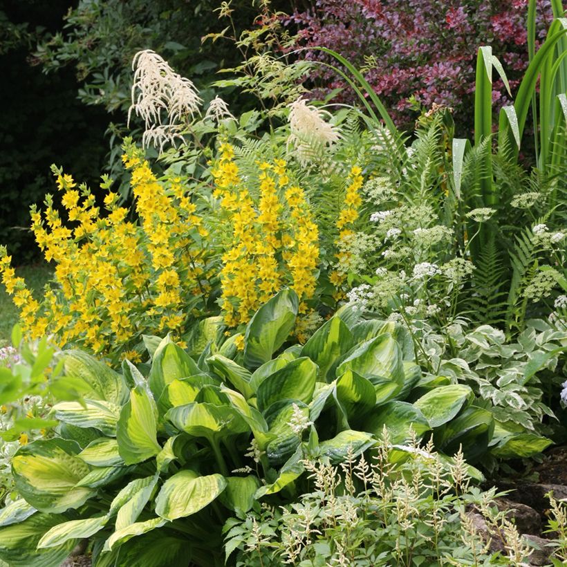 Lysimachia punctata - Mazza d'oro punteggiata (Porto)