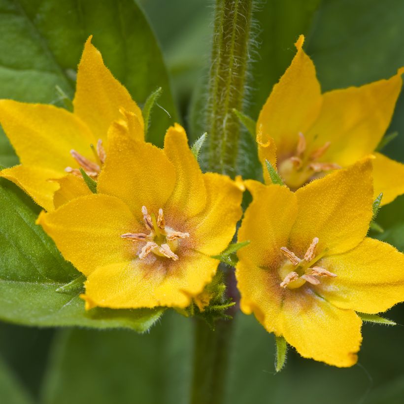 Lysimachia punctata - Mazza d'oro punteggiata (Fioritura)