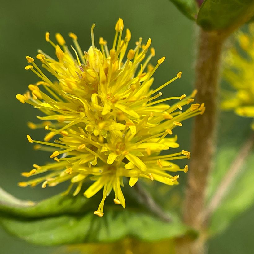 Lysimachia thyrsiflora (Fioritura)