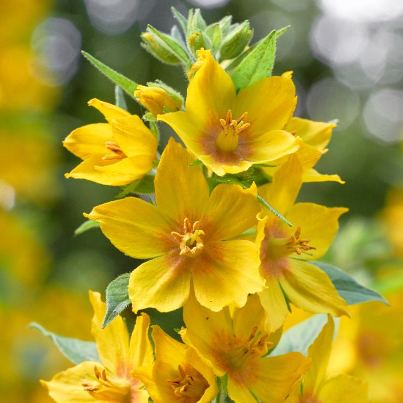 Lysimachia vulgaris - Mazza d'oro comune (Fioritura)