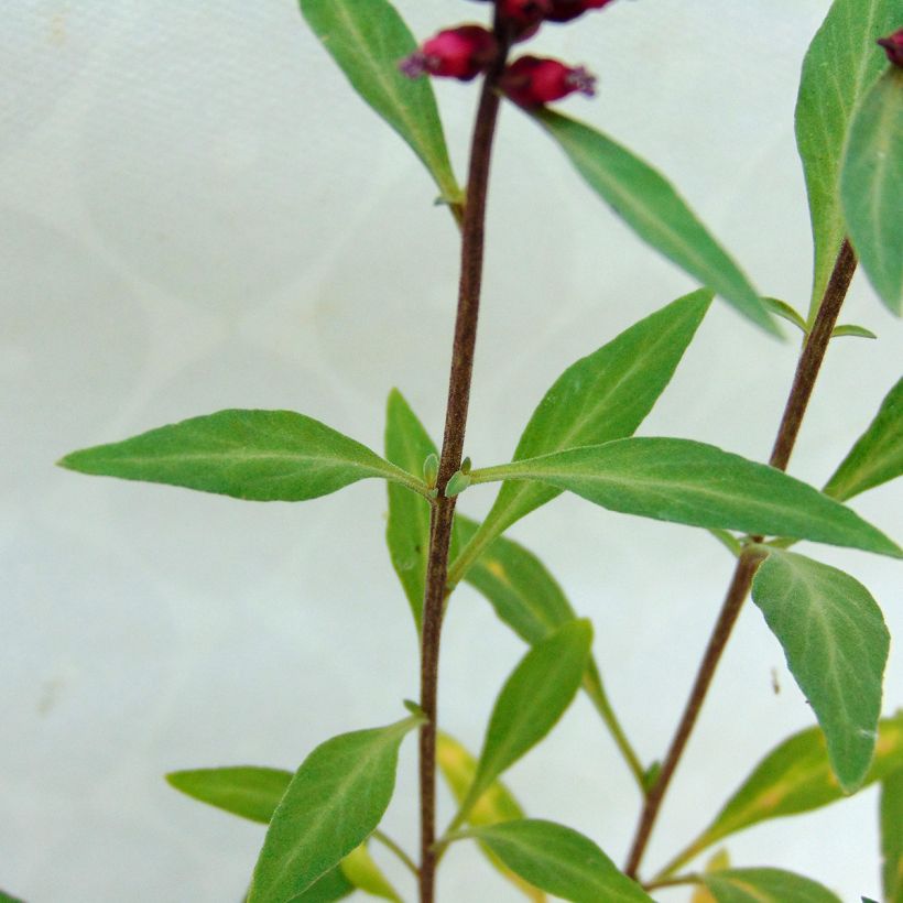 Lysimachia atropurpurea Beaujolais (Fogliame)