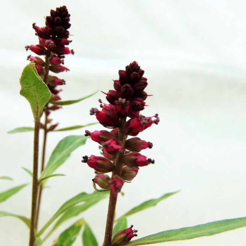 Lysimachia atropurpurea Beaujolais (Fioritura)