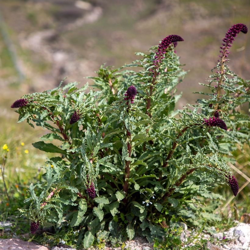 Lysimachia atropurpurea Beaujolais (Porto)