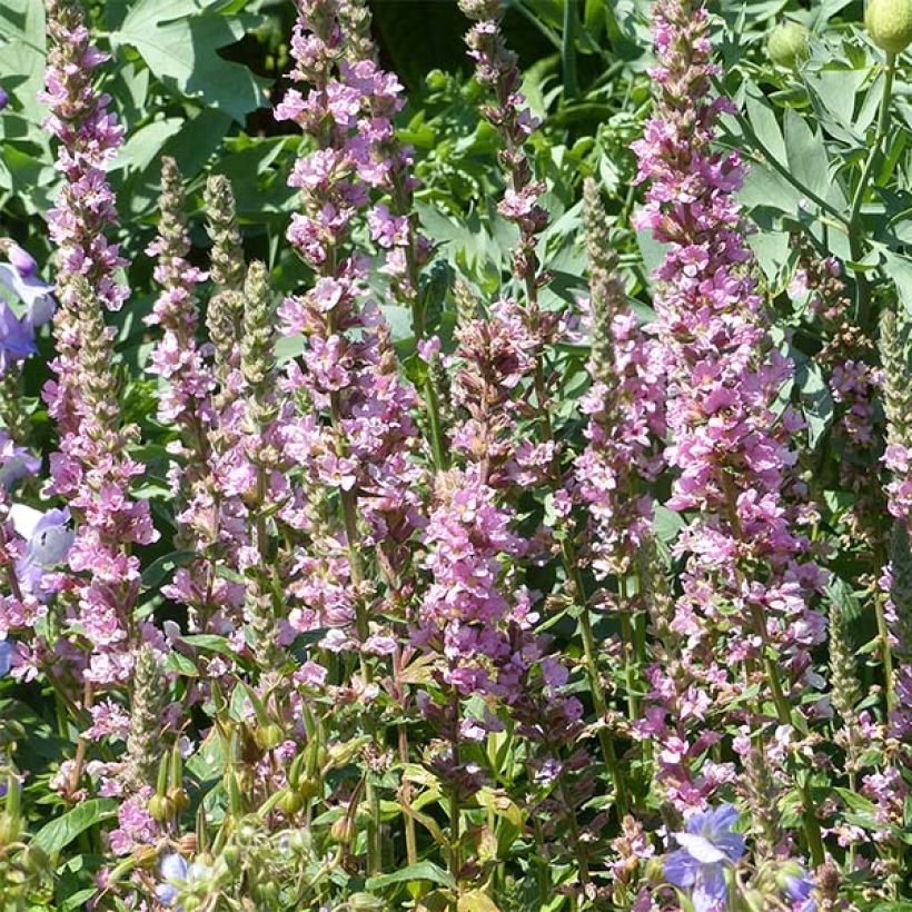 Lythrum salicaria Blush - Salcerella comune (Fioritura)