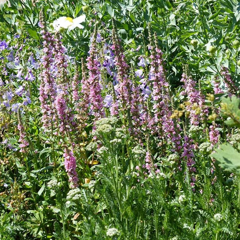 Lythrum salicaria Blush - Salcerella comune (Porto)