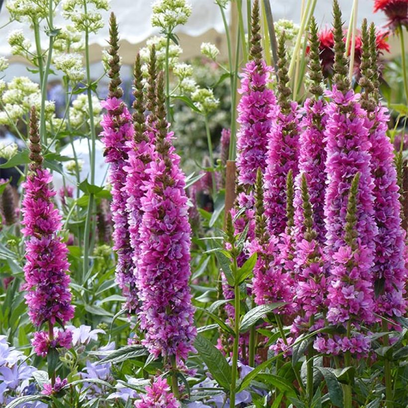 Lythrum salicaria Robert - Salcerella comune (Fioritura)