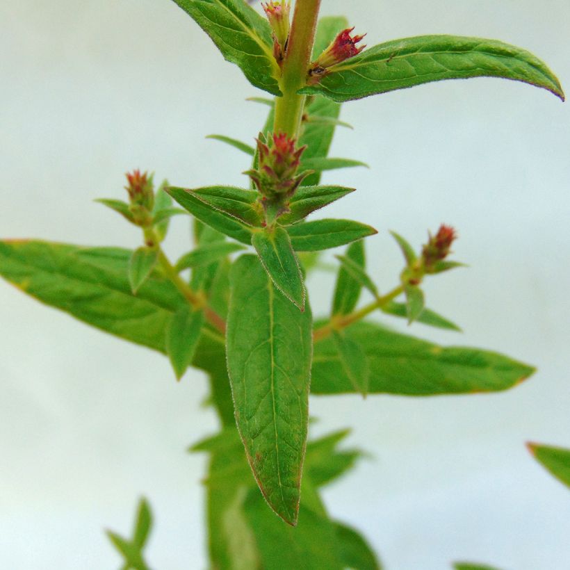 Lythrum salicaria Robert - Salcerella comune (Fogliame)