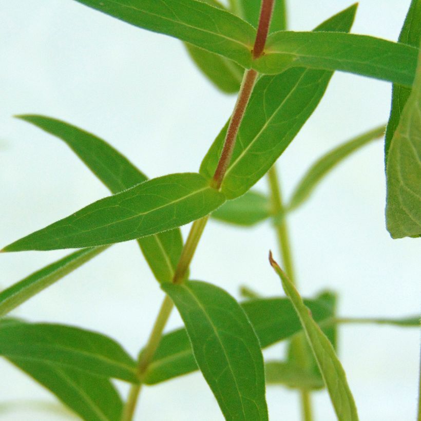 Lythrum salicaria - Salcerella comune (Fogliame)