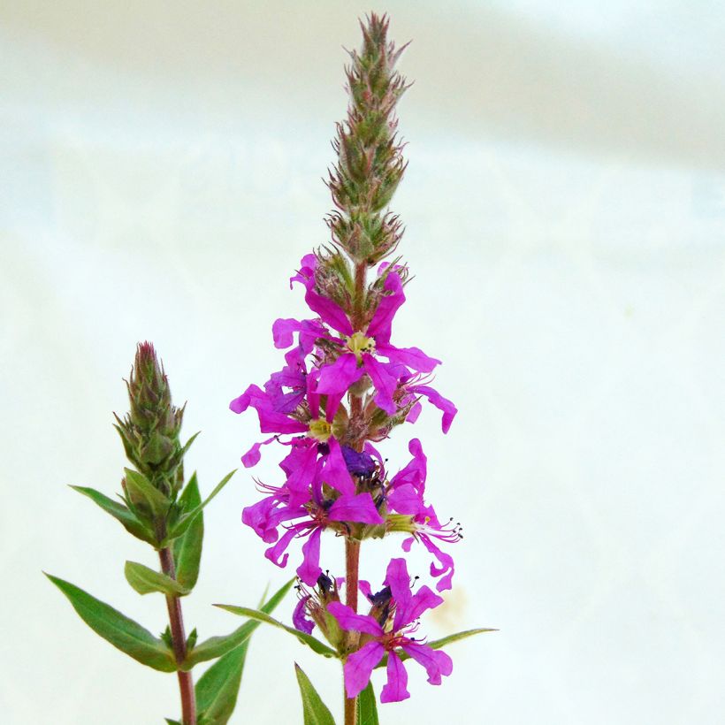 Lythrum salicaria - Salcerella comune (Fioritura)