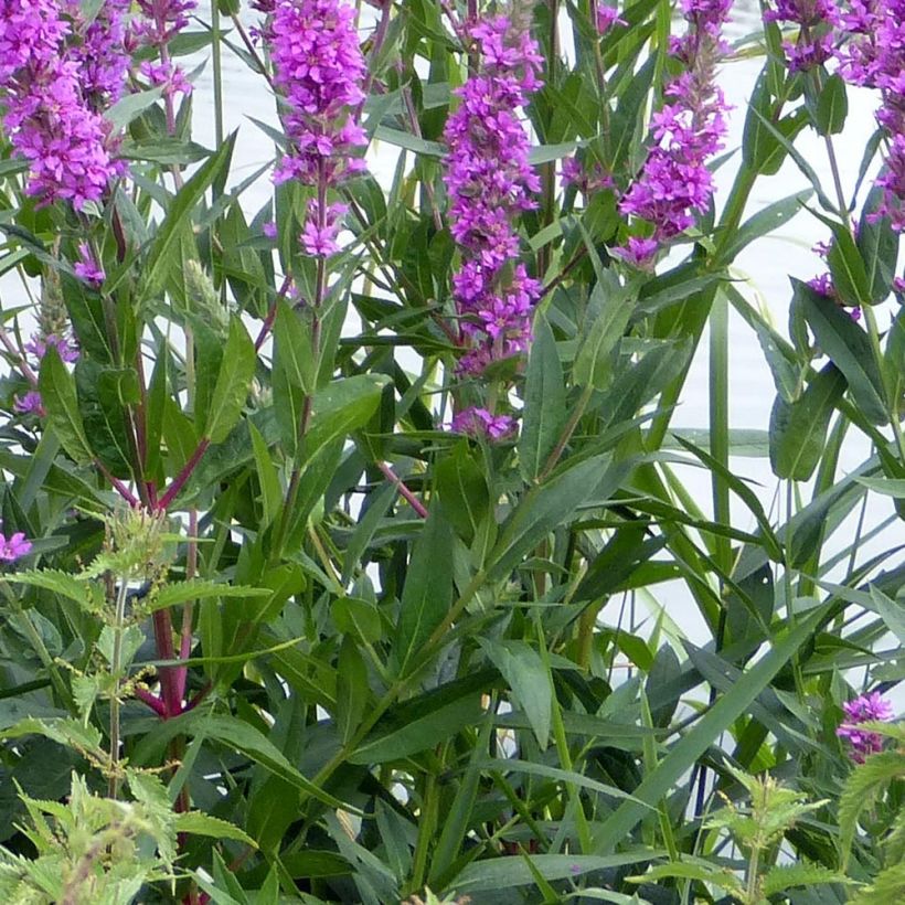 Lythrum salicaria The Beacon - Salcerella comune (Fogliame)