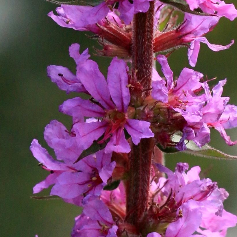 Lythrum salicaria The Beacon - Salcerella comune (Fioritura)