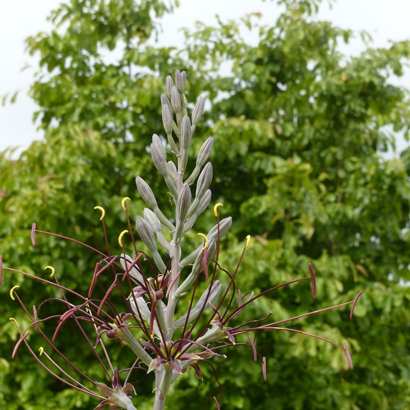 Agave undulata Chocolate Chip (Fioritura)