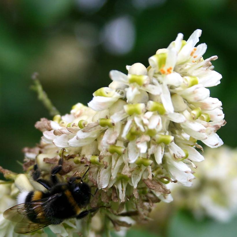 Maackia amurensis (Fioritura)