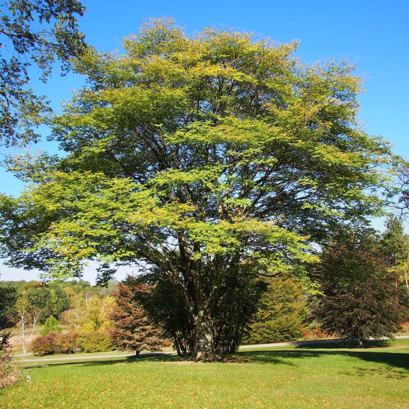 Maackia amurensis (Porto)