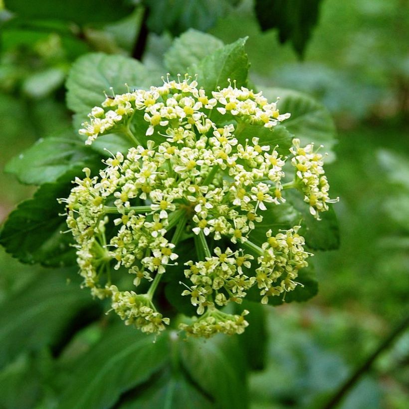 Smyrnium olusatrum - Corinoli comune (Fioritura)