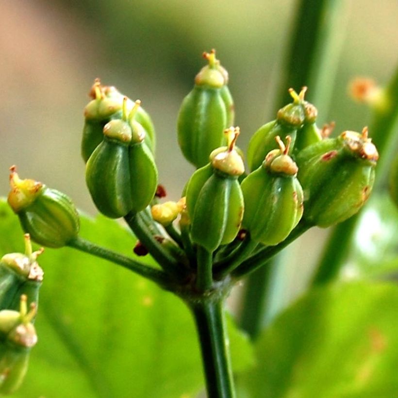 Smyrnium olusatrum - Corinoli comune (Raccolta)