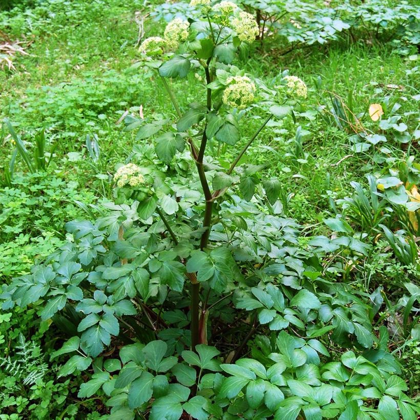 Smyrnium olusatrum - Corinoli comune (Porto)