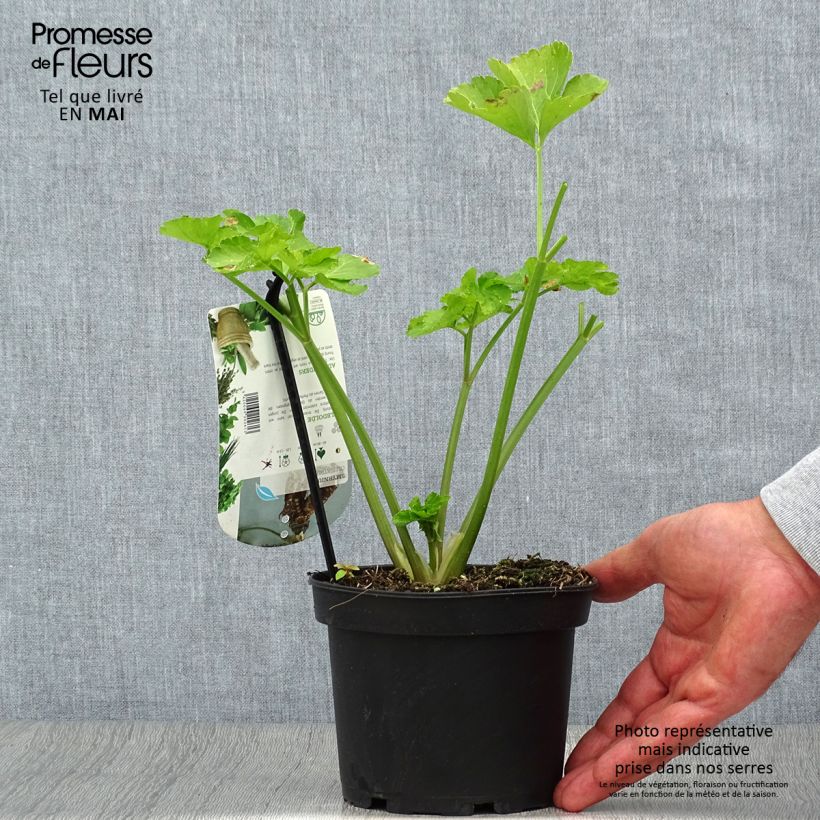 Maceron - Smyrnium olusatrum - Pot de 1.5L/2L esemplare consegnato in primavera