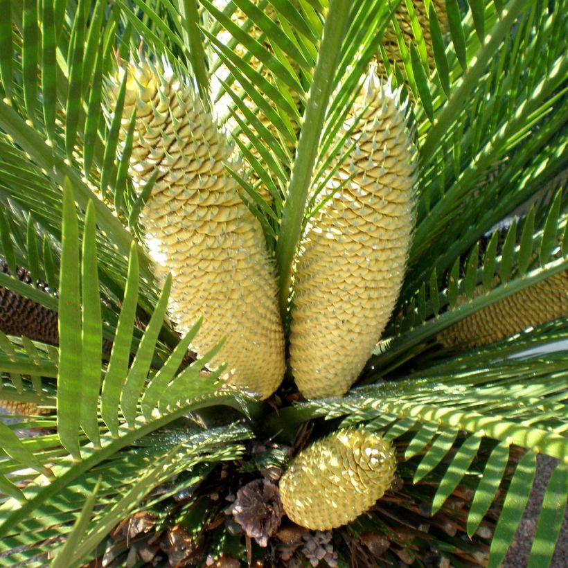 Macrozamia moorei (Fioritura)