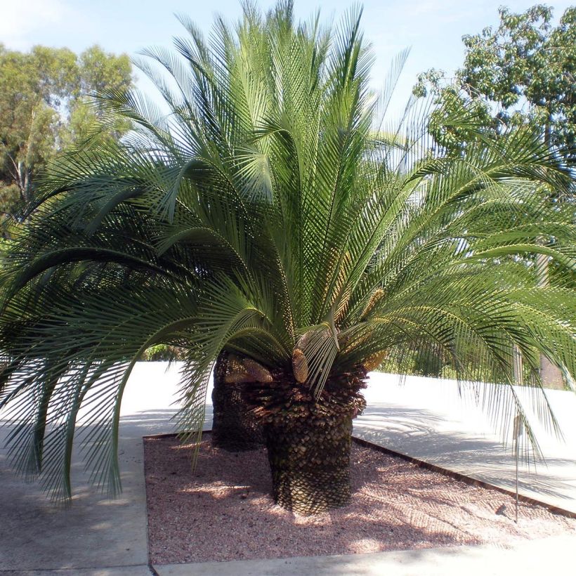 Macrozamia moorei (Porto)