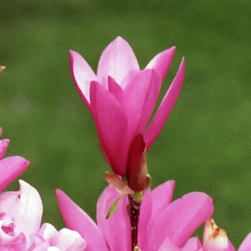 Magnolia Betty (Fioritura)