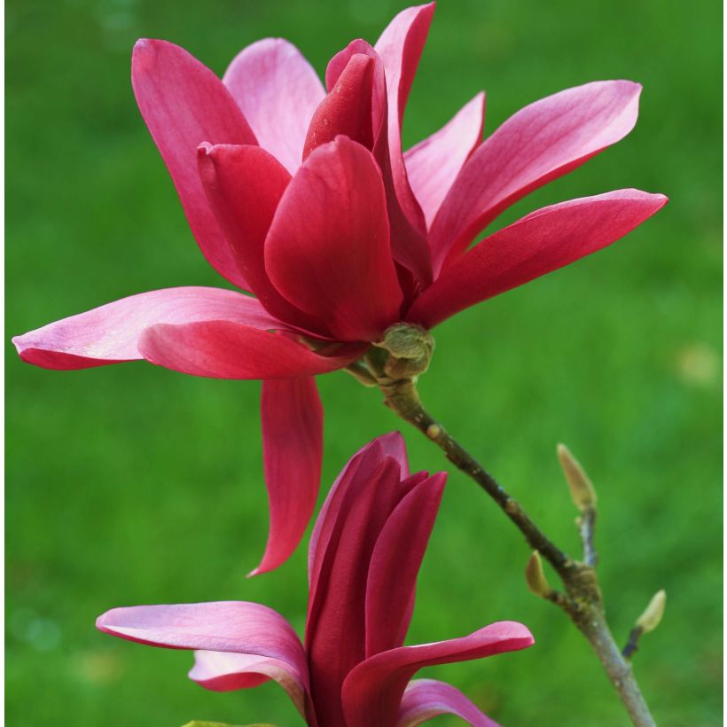 Magnolia Burgundy Star (Fioritura)