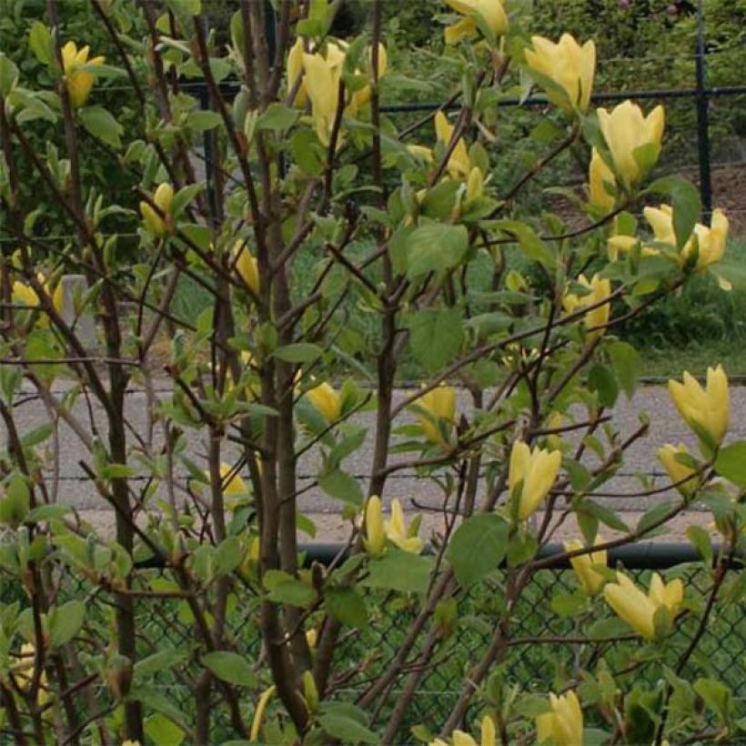 Magnolia Daphne (Fogliame)