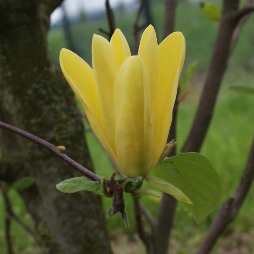 Magnolia Daphne (Fioritura)