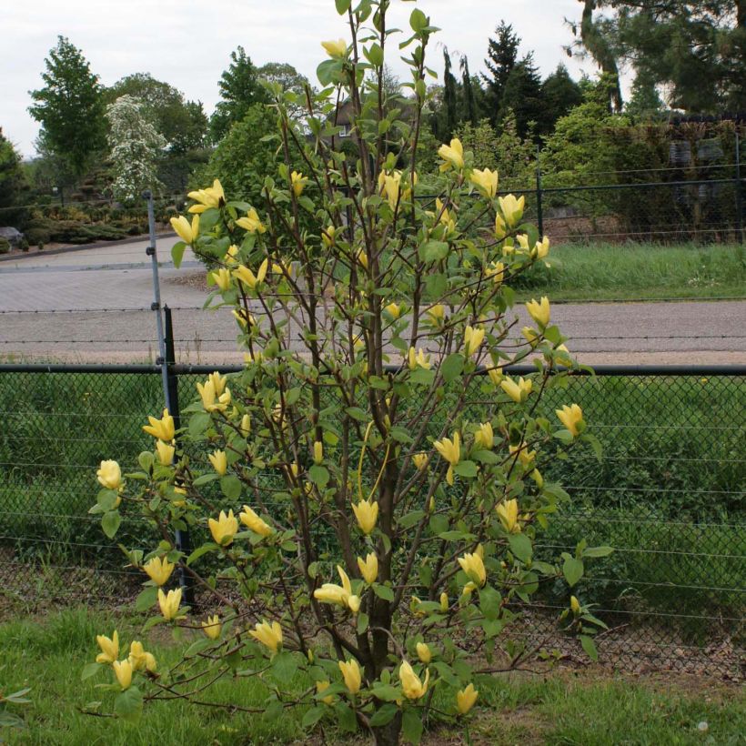 Magnolia Daphne (Porto)