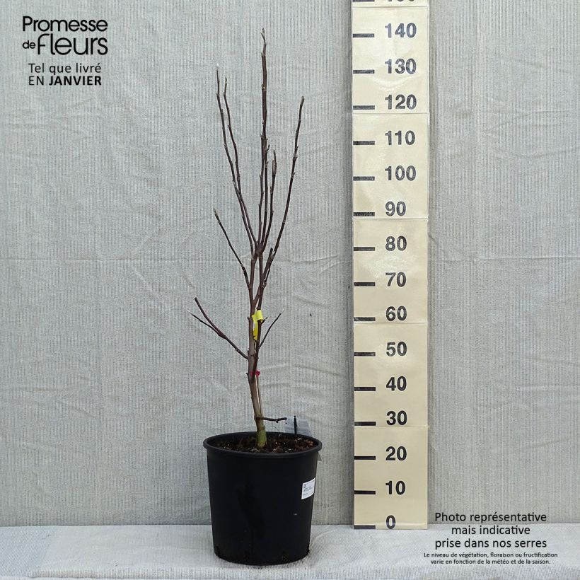 Magnolia Daphne en pot de 12l/15l esemplare consegnato in inverno