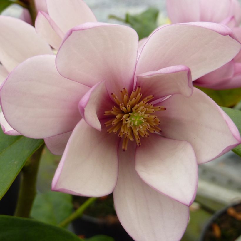 Magnolia Fairy Blush (Fioritura)