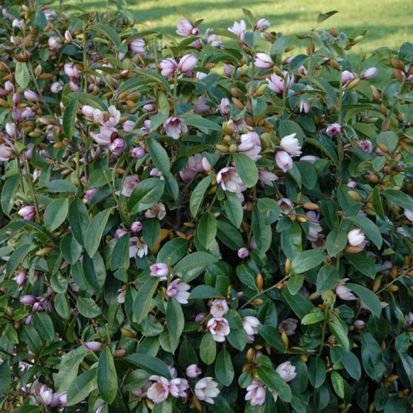 Magnolia Fairy Blush (Porto)