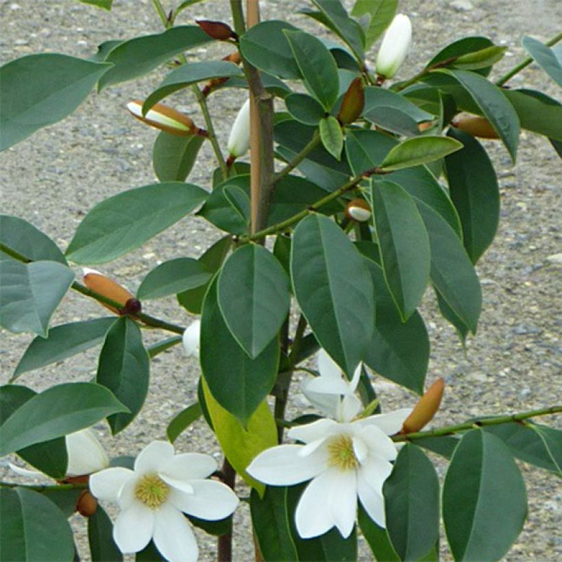 Magnolia doltsopa Fairy White (Fogliame)