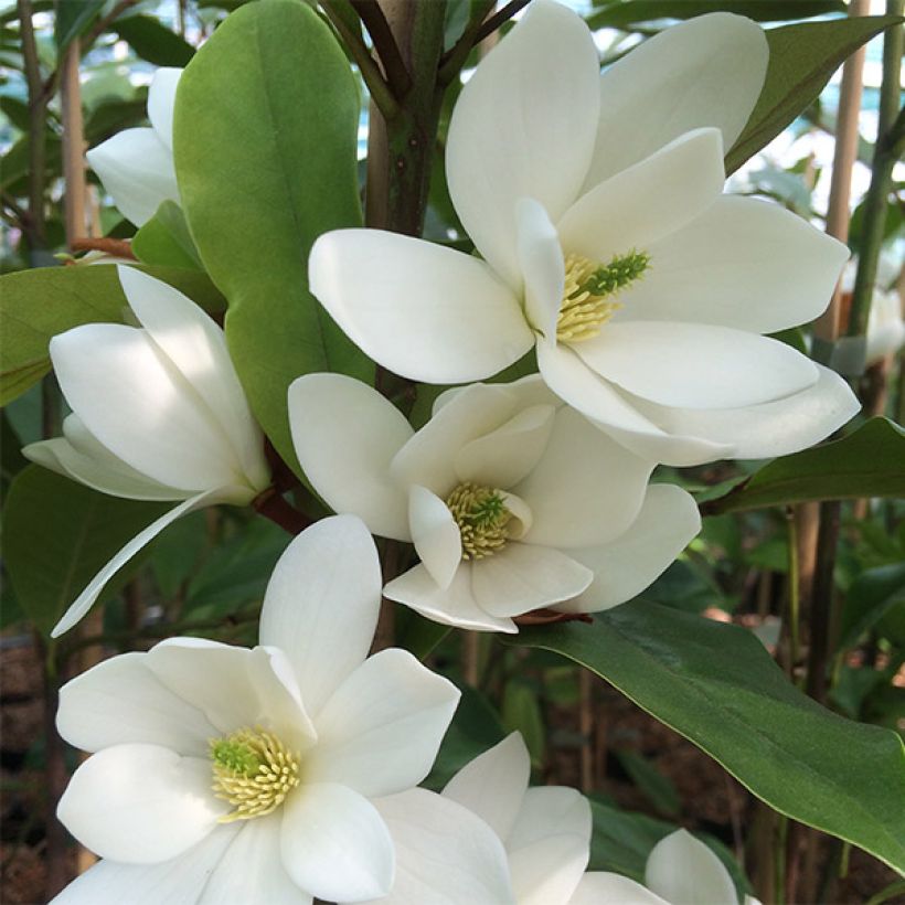 Magnolia doltsopa Fairy White (Fioritura)