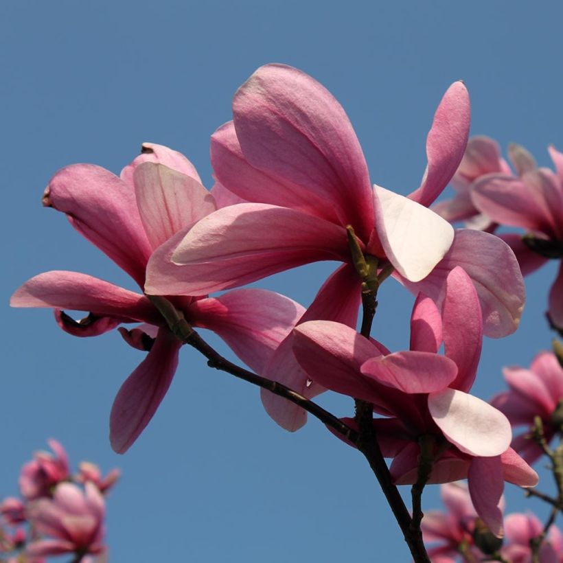 Magnolia Galaxy (Fioritura)